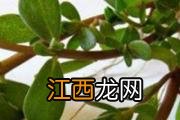 珍珠奶茶茶叶什么茶叶都可以用吗 自制奶茶对身体有害吗