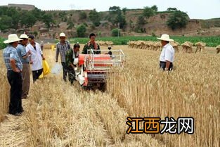 旱地属于基本农田吗，旱地种植什么农作物好