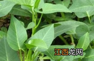 空心菜施什么肥长得快，附种植方法和时间