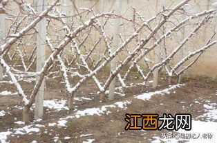 桃树何时冬剪