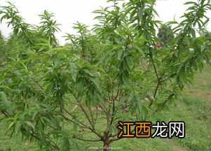 桃树的生长过程