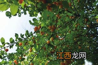 桃树清园在什么时候