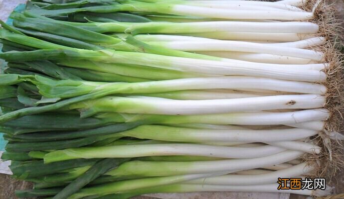 大葱倒伏补救方法,是什么原因导致的
