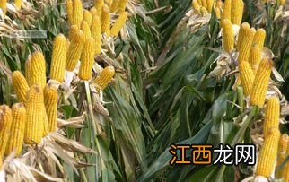 机玉7号玉米品种介绍