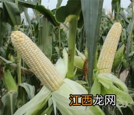 机玉7号玉米品种介绍