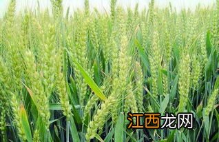 喜麦203小麦品种