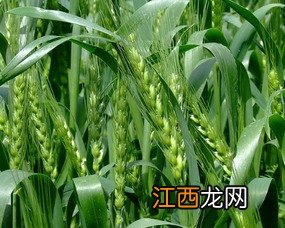 西农219小麦品种介绍