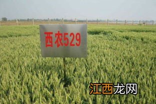 西农219小麦品种介绍