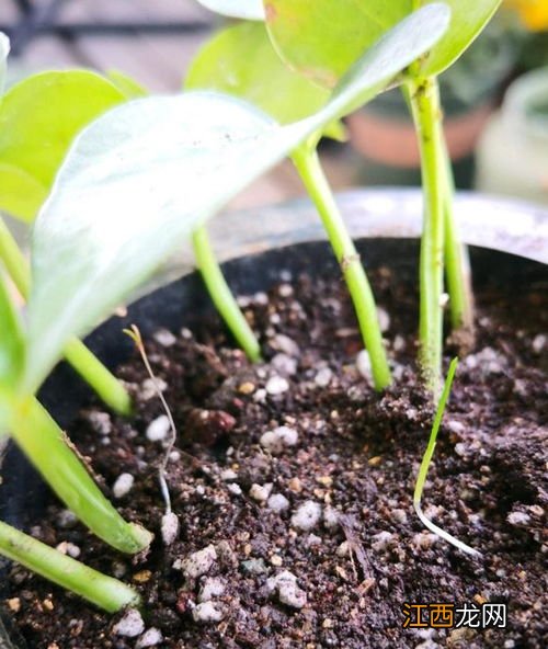 藕通过什么吸取养分,附深水藕的种植方法