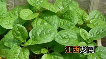 木耳菜的种植与管理,木耳菜是多年生还是一年生植物