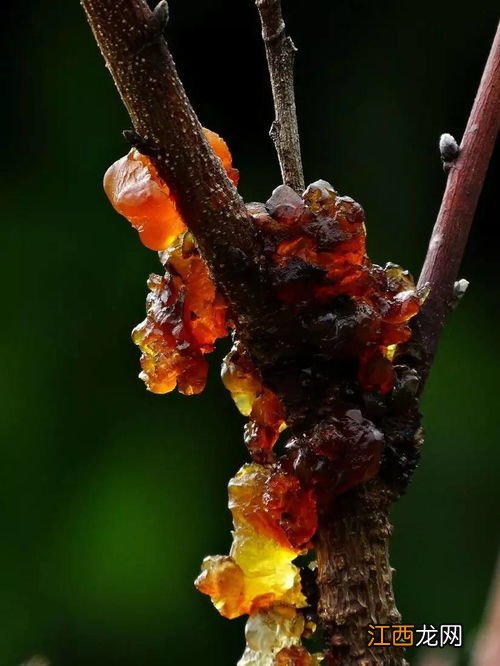 桃树分泌的胶是什么