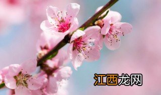 家里摆放桃花旺什么，花摆在家里哪个位置旺桃花