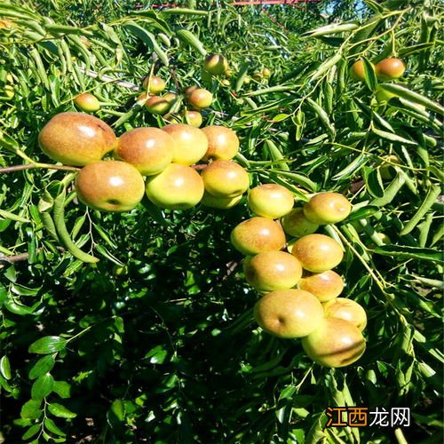 枣树过冬会冻死吗