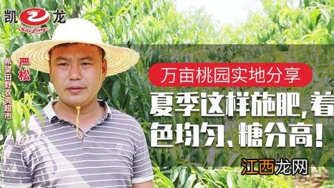 桃树保花保果用什么药