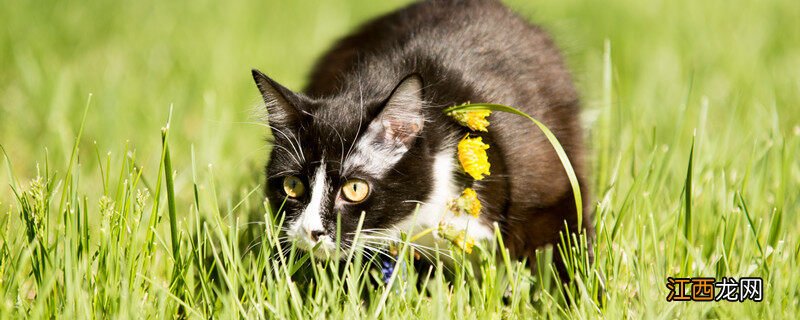 猫草是什么植物的种子怎么种 猫草是什么植物的种子