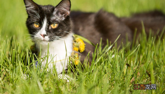 猫草是什么植物的种子怎么种 猫草是什么植物的种子