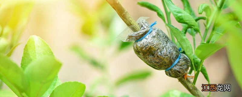 树木嫁接技术视频教程 树木嫁接技术