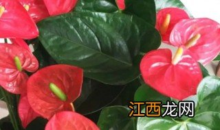 红掌花怎么养才开得久些 红掌花怎么养才开得久