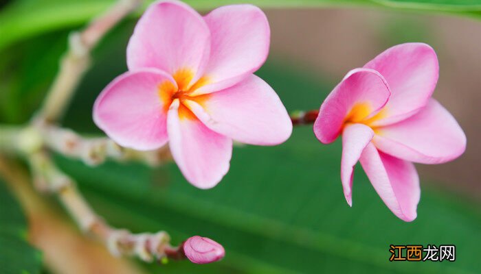 桐子花开是几月份