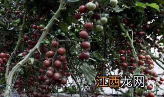 紫番茄能吃吗 关于紫番茄的营养价值介绍