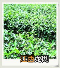 茶树品种按树型可分为