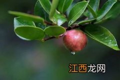 茶树怎样保果