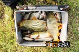 玉米饵料可以钓什么鱼