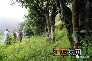 茶树公母区别