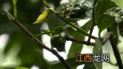 茶树都是一个品种吗