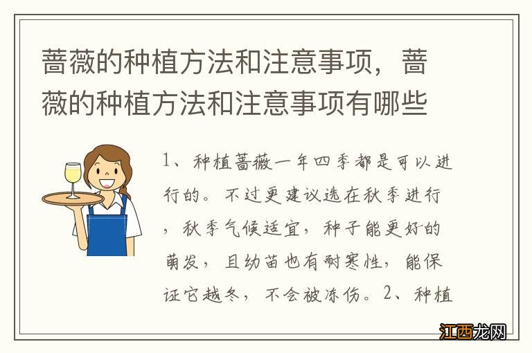 蔷薇的种植方法和注意事项，蔷薇的种植方法和注意事项有哪些