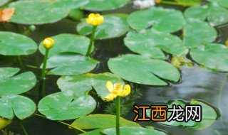 水莲花种植方法 水莲种植方法及注意事项