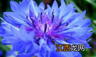 蓝芙蓉种植方法注意事项 蓝芙蓉种植方法注意事项视频