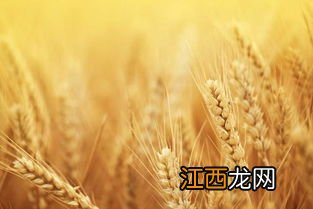 秋乐168小麦品种介绍