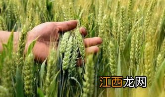 秋乐168小麦品种介绍