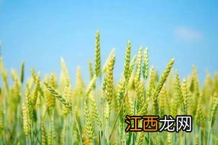 秋乐168小麦品种介绍