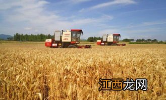 水稻比小麦产量高吗