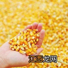 金庆707玉米种子介绍