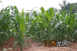 三季糯玉米种植时间