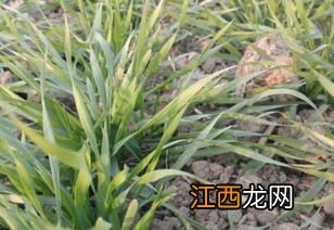 高麦6号小麦品种介绍