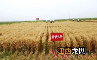 高麦6号小麦品种介绍