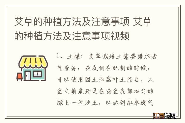 艾草的种植方法及注意事项 艾草的种植方法及注意事项视频