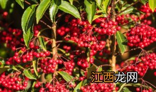 富贵籽种植方法及注意事项图片 富贵籽种植方法及注意事项