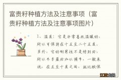 富贵籽种植方法及注意事项图片 富贵籽种植方法及注意事项