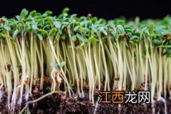 黄豆怎么种