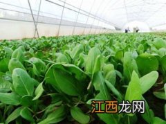 现在种植什么蔬菜