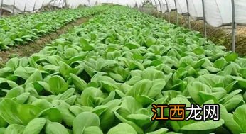 现在种植什么蔬菜