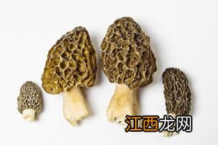 羊肚菌种子哪里买