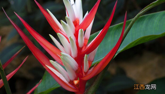 水塔花跟鸿运当头是一种花吗 水塔花别名叫什么
