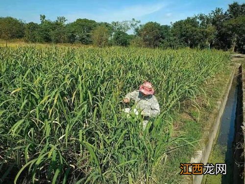 中国哪里有菰米种植