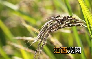 中国哪里有菰米种植